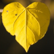 Illustration for article titled Shooting Challenge: Fall Leaves Gallery